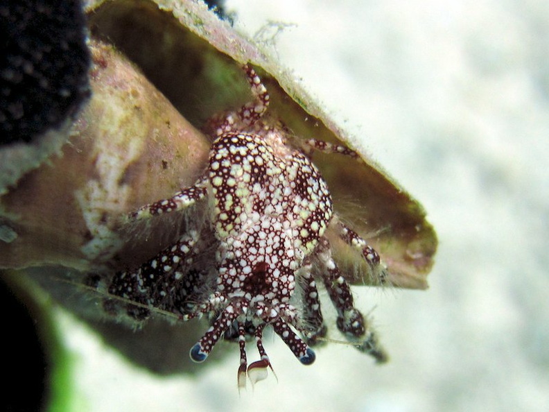 IMG_8982 White Speckled Hermet Crab.jpg